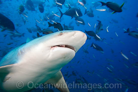 Bull Shark Carcharhinus leucas photo