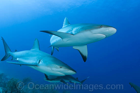 Caribbean Reef Shark (Carcharhinus perezi). Found in the tropical western Atlantic Ocean, from Florida to Brazil. Photo taken in Bahamas, Caribbean Sea. Photo - David Fleetham Caribbean Reef Shark (Carcharhinus perezi). Found in the tropical western Atlantic Ocean, from Florida to Brazil. Photo taken in Bahamas, Caribbean Sea. Photo - David Fleetham