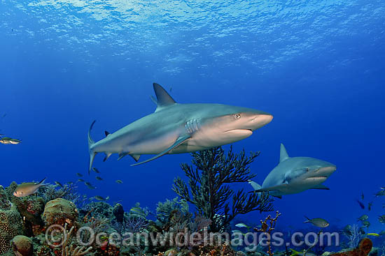Caribbean Reef Shark (Carcharhinus perezi). Found in the tropical western Atlantic Ocean, from Florida to Brazil. Photo taken in Bahamas, Caribbean Sea. Photo - David Fleetham Caribbean Reef Shark (Carcharhinus perezi). Found in the tropical western Atlantic Ocean, from Florida to Brazil. Photo taken in Bahamas, Caribbean Sea. Photo - David Fleetham