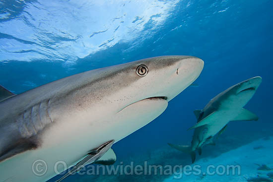 Caribbean Reef Shark with Lemon Shark photo