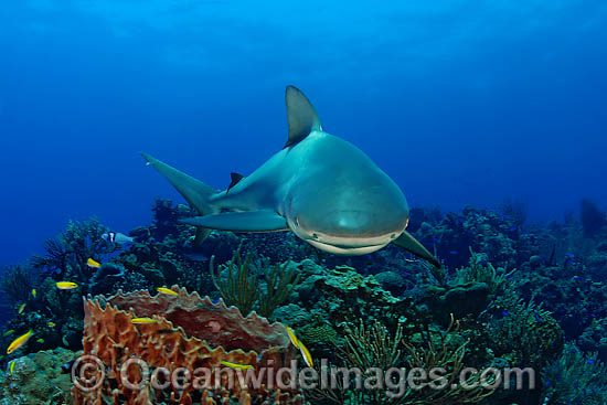 Caribbean Reef Shark (Carcharhinus perezi). Found in the tropical western Atlantic Ocean, from Florida to Brazil. Photo taken in Bahamas, Caribbean Sea. Photo - David Fleetham Caribbean Reef Shark (Carcharhinus perezi). Found in the tropical western Atlantic Ocean, from Florida to Brazil. Photo taken in Bahamas, Caribbean Sea. Photo - David Fleetham