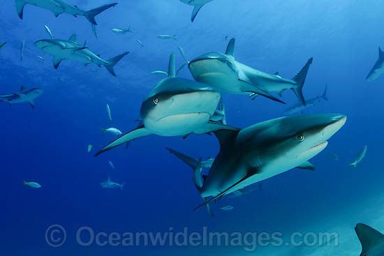 Caribbean Reef Shark (Carcharhinus perezi). Found in the tropical western Atlantic Ocean, from Florida to Brazil. Photo taken in Bahamas, Caribbean Sea. Photo - David Fleetham Caribbean Reef Shark (Carcharhinus perezi). Found in the tropical western Atlantic Ocean, from Florida to Brazil. Photo taken in Bahamas, Caribbean Sea. Photo - David Fleetham