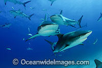Caribbean Reef Shark Photo - David Fleetham