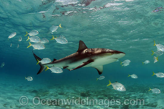 Caribbean Reef Shark (Carcharhinus perezi). Found in the tropical western Atlantic Ocean, from Florida to Brazil. Photo taken in Bahamas, Caribbean Sea. Photo - David Fleetham Caribbean Reef Shark (Carcharhinus perezi). Found in the tropical western Atlantic Ocean, from Florida to Brazil. Photo taken in Bahamas, Caribbean Sea. Photo - David Fleetham