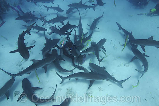 Caribbean Reef Shark (Carcharhinus perezi). Found in the tropical western Atlantic Ocean, from Florida to Brazil. Photo taken in Bahamas, Caribbean Sea. Photo - David Fleetham Caribbean Reef Shark (Carcharhinus perezi). Found in the tropical western Atlantic Ocean, from Florida to Brazil. Photo taken in Bahamas, Caribbean Sea. Photo - David Fleetham