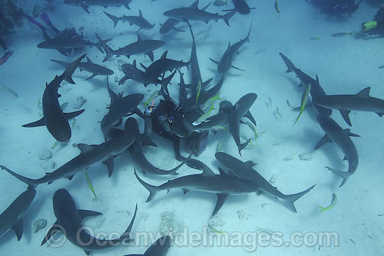 Caribbean Reef Shark photo