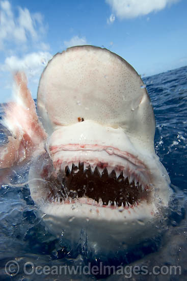 Galapagos Shark Carcharhinus galapagensis photo