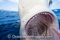 Galapagos Shark Photo - David Fleetham