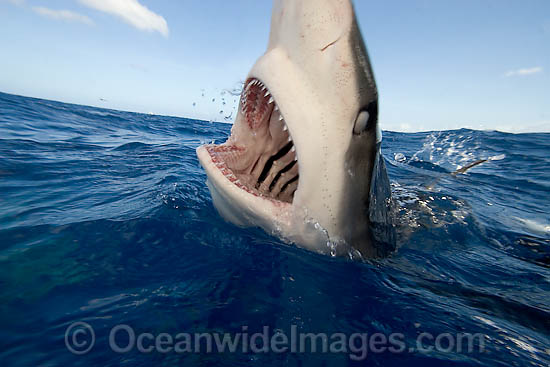 Galapagos Shark Carcharhinus galapagensis photo