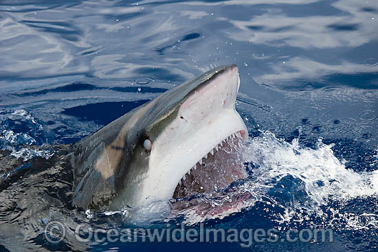 Galapagos Shark photo