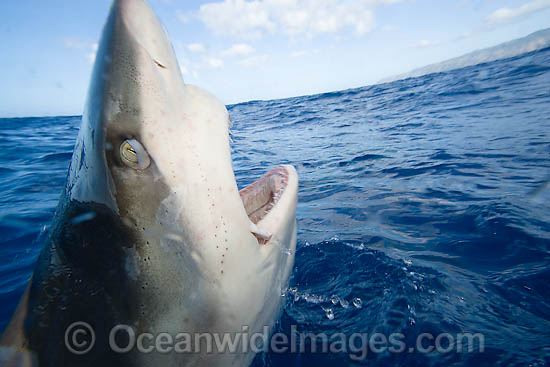Galapagos Shark photo Galapagos Shark photo