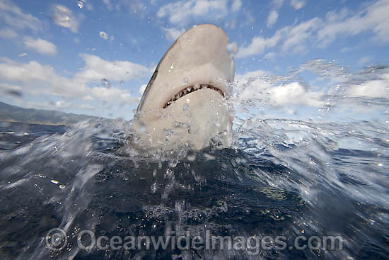 Galapagos Shark Carcharhinus galapagensis photo