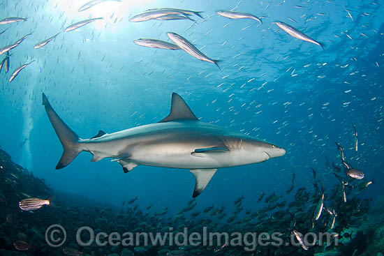 Galapagos Shark amongst schooling fish photo