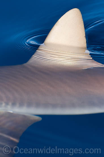 Grey Reef Shark dorsal fin photo