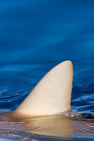 Gray Reef Shark (Carcharhinus amblyrhynchos) dorsal fin breaking the surface. Also known as Grey Reef Shark, Black-vee Whaler and Longnose Blacktail Shark. Found throughout the tropical Indo-West and Central Pacific. Photo - David Fleetham Gray Reef Shark (Carcharhinus amblyrhynchos) dorsal fin breaking the surface. Also known as Grey Reef Shark, Black-vee Whaler and Longnose Blacktail Shark. Found throughout the tropical Indo-West and Central Pacific. Photo - David Fleetham