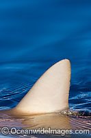 Grey Reef Shark dorsal fin Photo - David Fleetham