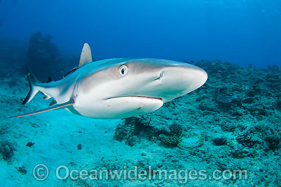 Gray Reef Shark (Carcharhinus amblyrhynchos). Also known as Grey Reef Shark, Black-vee Whaler and Longnose Blacktail Shark. Found throughout the tropical Indo-West and Central Pacific. Photo - David Fleetham Gray Reef Shark (Carcharhinus amblyrhynchos). Also known as Grey Reef Shark, Black-vee Whaler and Longnose Blacktail Shark. Found throughout the tropical Indo-West and Central Pacific. Photo - David Fleetham