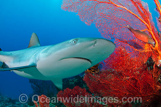 Gray Reef Shark (Carcharhinus amblyrhynchos). Also known as Grey Reef Shark, Black-vee Whaler and Longnose Blacktail Shark. Found throughout the tropical Indo-West and Central Pacific. Photo - David Fleetham Gray Reef Shark (Carcharhinus amblyrhynchos). Also known as Grey Reef Shark, Black-vee Whaler and Longnose Blacktail Shark. Found throughout the tropical Indo-West and Central Pacific. Photo - David Fleetham