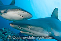 Gray Reef Shark Photo - David Fleetham