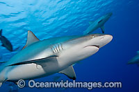 Grey Reef Shark silhouetted Photo - David Fleetham