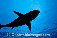 Grey Reef Shark Photo - David Fleetham