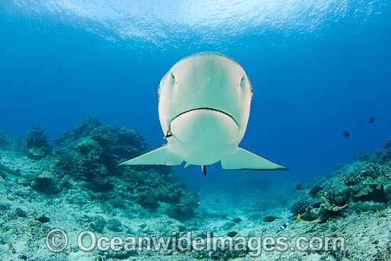 Gray Reef Shark (Carcharhinus amblyrhynchos) with a fishing hook in mouth. Also known as Grey Reef Shark, Black-vee Whaler and Longnose Blacktail Shark. Found throughout the tropical Indo-West and Central Pacific. Photo - David Fleetham Gray Reef Shark (Carcharhinus amblyrhynchos) with a fishing hook in mouth. Also known as Grey Reef Shark, Black-vee Whaler and Longnose Blacktail Shark. Found throughout the tropical Indo-West and Central Pacific. Photo - David Fleetham