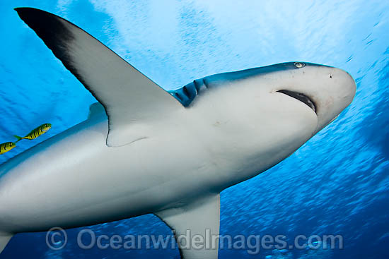 Gray Reef Shark (Carcharhinus amblyrhynchos). Also known as Grey Reef Shark, Black-vee Whaler and Longnose Blacktail Shark. Found throughout the tropical Indo-West and Central Pacific. Photo - David Fleetham Gray Reef Shark (Carcharhinus amblyrhynchos). Also known as Grey Reef Shark, Black-vee Whaler and Longnose Blacktail Shark. Found throughout the tropical Indo-West and Central Pacific. Photo - David Fleetham