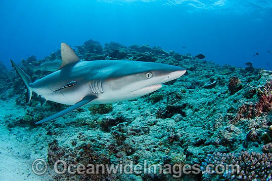 Grey Reef Shark (Carcharhinus amblyrhynchos). Also known as Grey Reef Shark, Black-vee Whaler and Longnose Blacktail Shark. Found throughout the tropical Indo-West and Central Pacific. Photo - David Fleetham