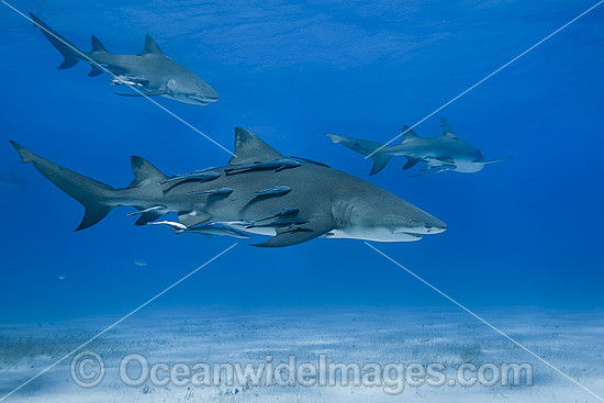 Lemon Shark Bahamas photo