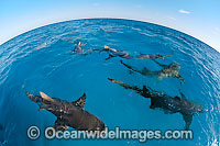 Lemon Shark Negaprion brevirostris Photo - David Fleetham