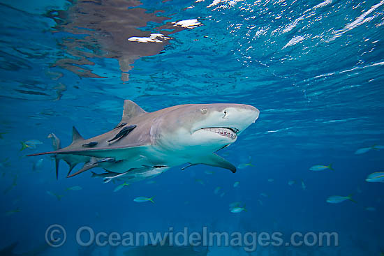 Lemon Shark Negaprion brevirostris photo