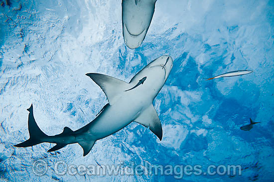 Lemon Shark photo Lemon Shark photo