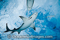 Lemon Shark Photo - David Fleetham