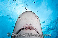 Lemon Shark Negaprion brevirostris Photo - David Fleetham