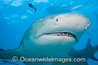 Lemon Shark Negaprion brevirostris Photo - David Fleetham