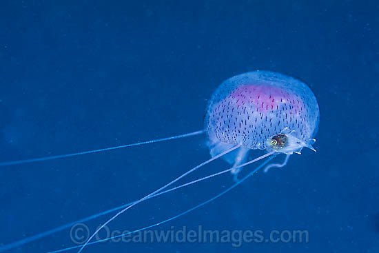 Jellyfish Chrysaora sp. & fish sheltering photo Jellyfish Chrysaora sp. & fish sheltering photo