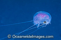 Jellyfish Chrysaora sp. & fish sheltering Photo - Gary Bell