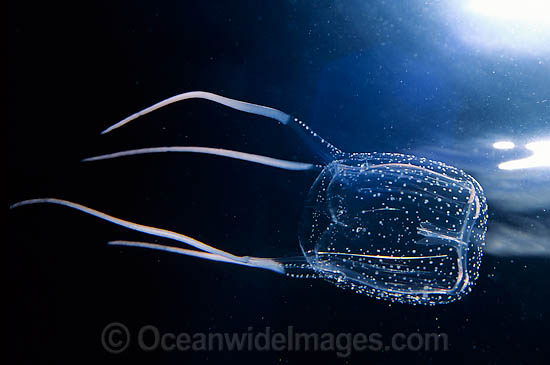 Jimble Box Jellyfish Carybdea rastoni photo