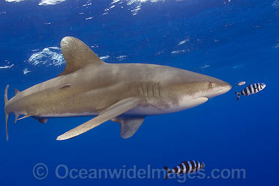Oceanic Whitetip Shark (Carcharhinus longimanus). This pelagic shark is an aggressive species and is found worldwide in tropical and temperate seas. Photo - David Fleetham Oceanic Whitetip Shark (Carcharhinus longimanus). This pelagic shark is an aggressive species and is found worldwide in tropical and temperate seas. Photo - David Fleetham