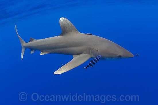 Oceanic Whitetip Shark (Carcharhinus longimanus). This pelagic shark is an aggressive species and is found worldwide in tropical and temperate seas. Photo - David Fleetham Oceanic Whitetip Shark (Carcharhinus longimanus). This pelagic shark is an aggressive species and is found worldwide in tropical and temperate seas. Photo - David Fleetham