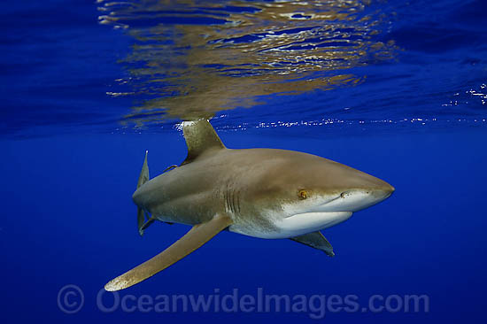 Oceanic Whitetip Shark Oceanic Whitetip Shark