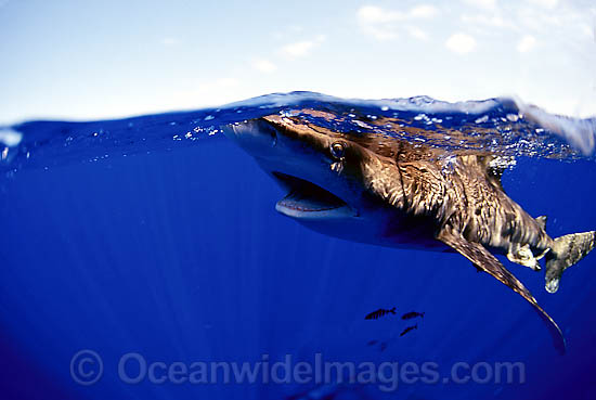 Oceanic Whitetip Shark (Carcharhinus longimanus). This pelagic shark is an aggressive species and is found worldwide in tropical and temperate seas. Photo - David Fleetham Oceanic Whitetip Shark (Carcharhinus longimanus). This pelagic shark is an aggressive species and is found worldwide in tropical and temperate seas. Photo - David Fleetham