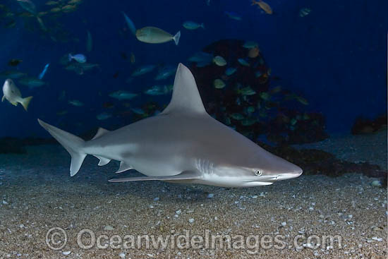 Sandbar Shark Carcharhinus plumbeus photo