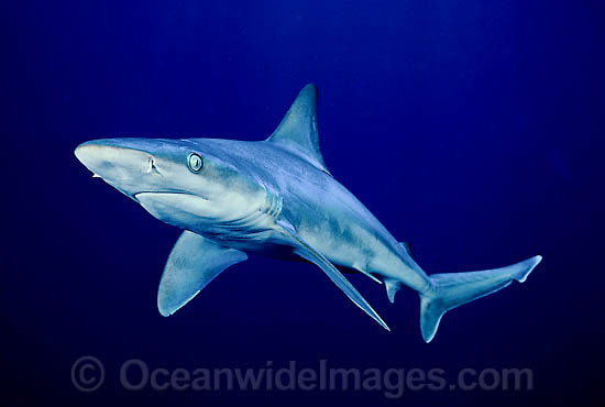 Sandbar Shark (Carcharhinus plumbeus). Also known as Thickskin Shark. Found in Tropical and Warm Temperate Seas of the world. Photo - David Fleetham