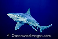 Sandbar Shark Photo - David Fleetham