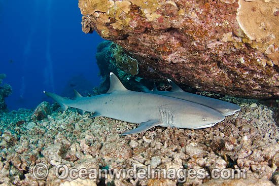 Whitetip Reef Sharks resting under ledge photo