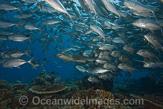 Whitetip Reef Shark & schooling Jacks photo