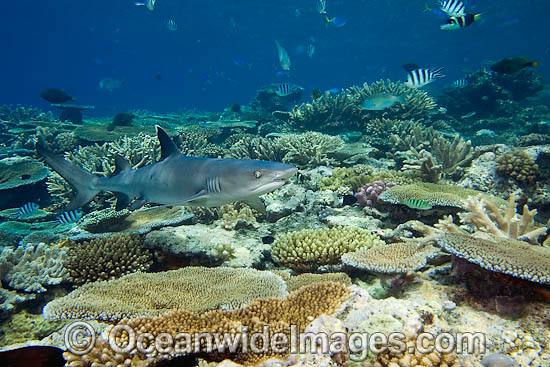 Whitetip Reef Shark (Triaenodon obesus) Found on coral reefs throughout the Indo-Pacific. Photo - David Fleetham Whitetip Reef Shark (Triaenodon obesus) Found on coral reefs throughout the Indo-Pacific. Photo - David Fleetham