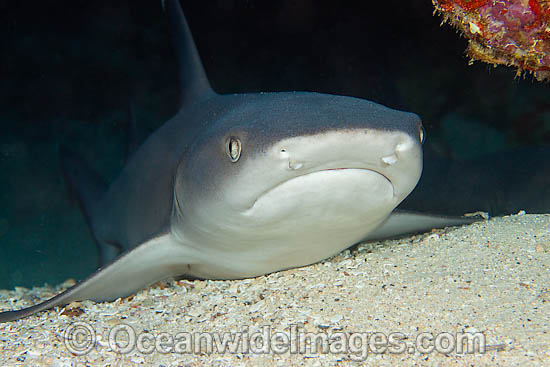 Whitetip Reef Shark resting under ledge photo