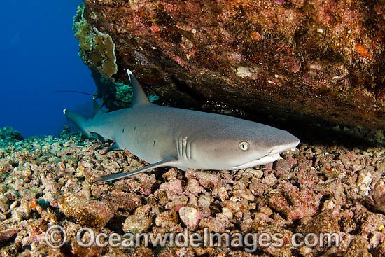 Whitetip Reef Shark resting under ledge photo